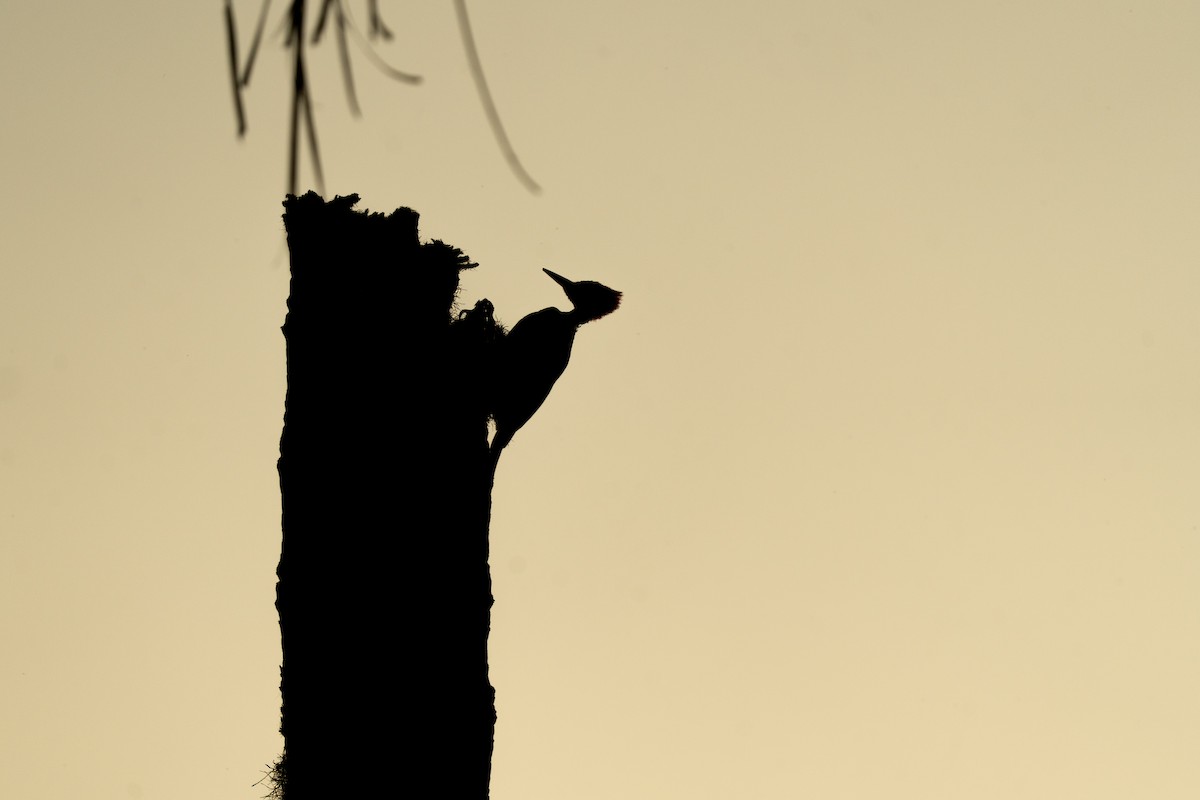 Crimson-crested Woodpecker - ML644848386