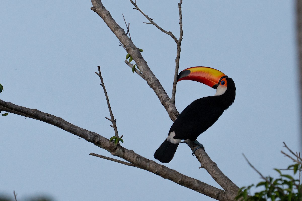 Toco Toucan - ML644848388