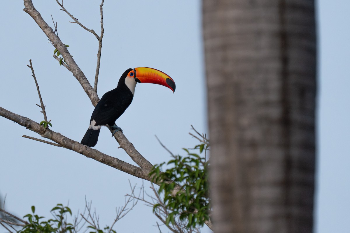 Toco Toucan - ML644848389