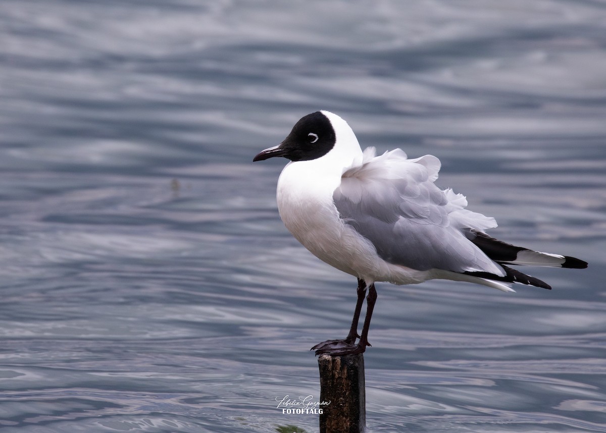 Andean Gull - ML644848395