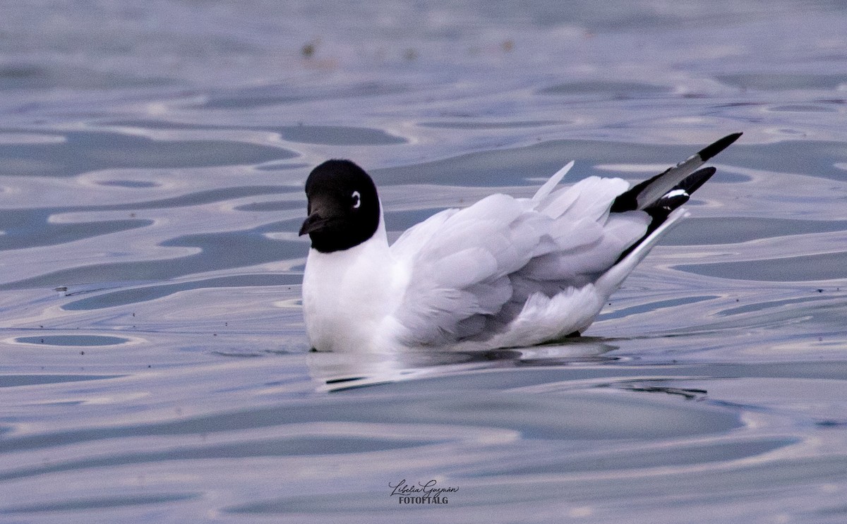Andean Gull - ML644848401