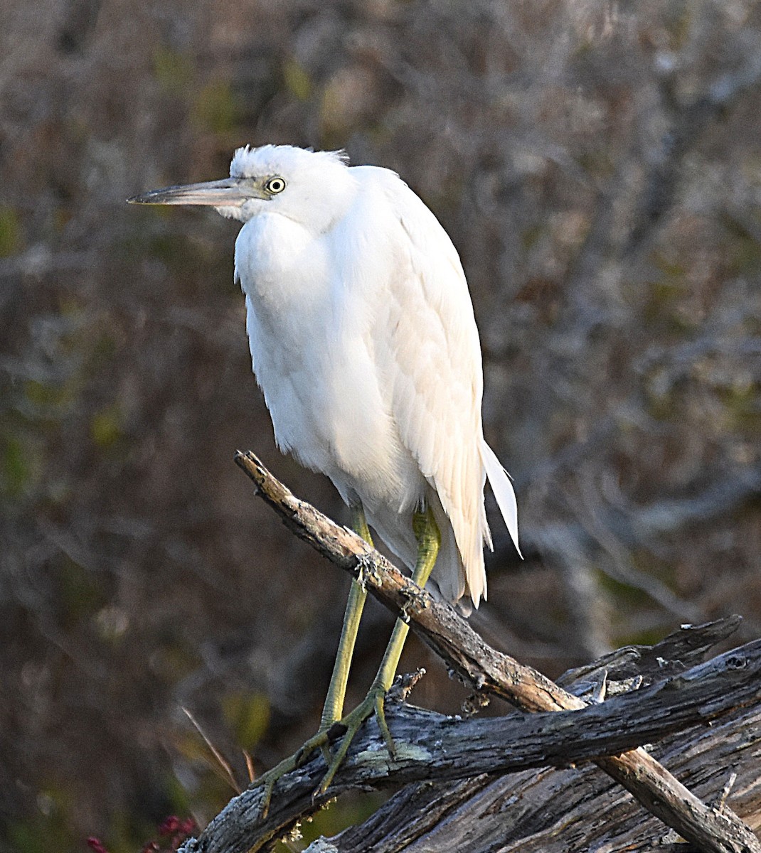 Little Blue Heron - ML644848404