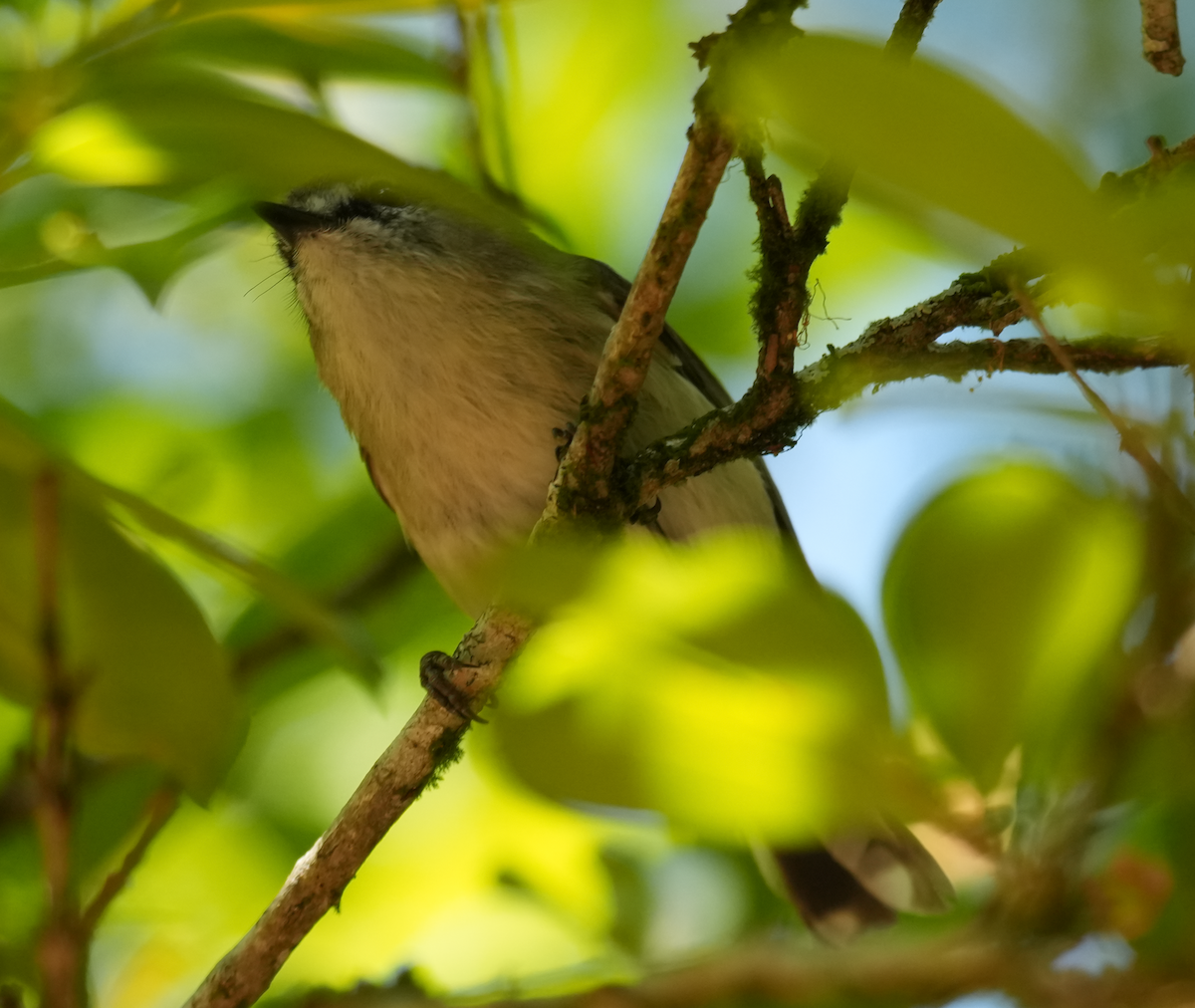 チャイロセンニョムシクイ - ML644848410