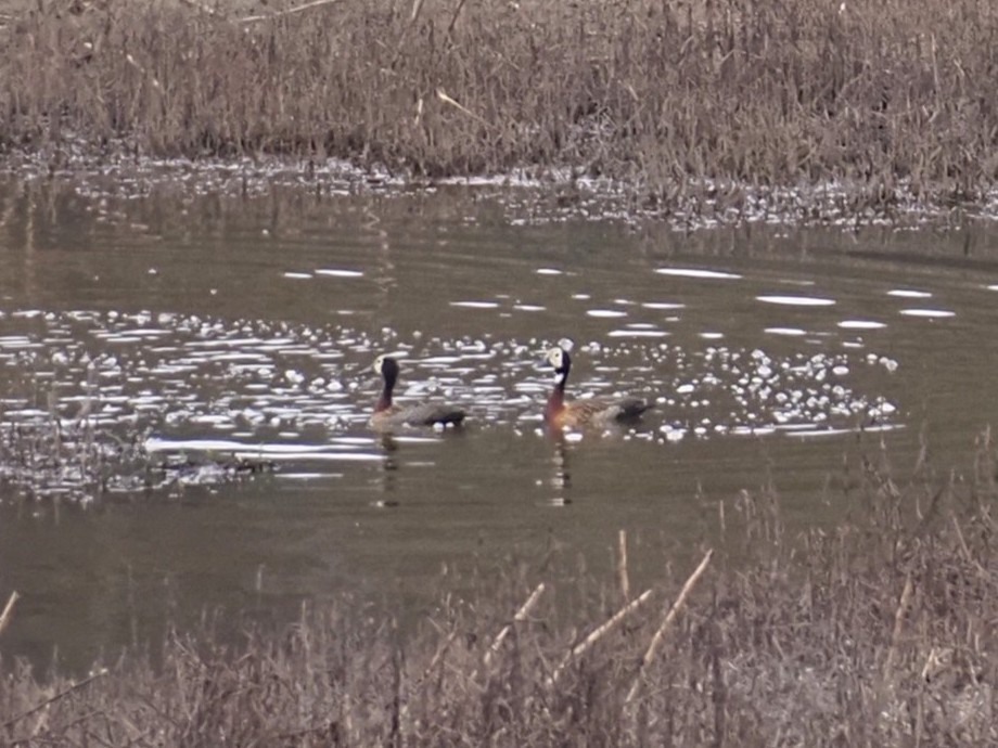 White-faced Whistling-Duck - ML644848425
