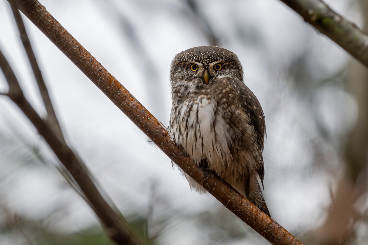 Eurasian Pygmy-Owl - ML644848428