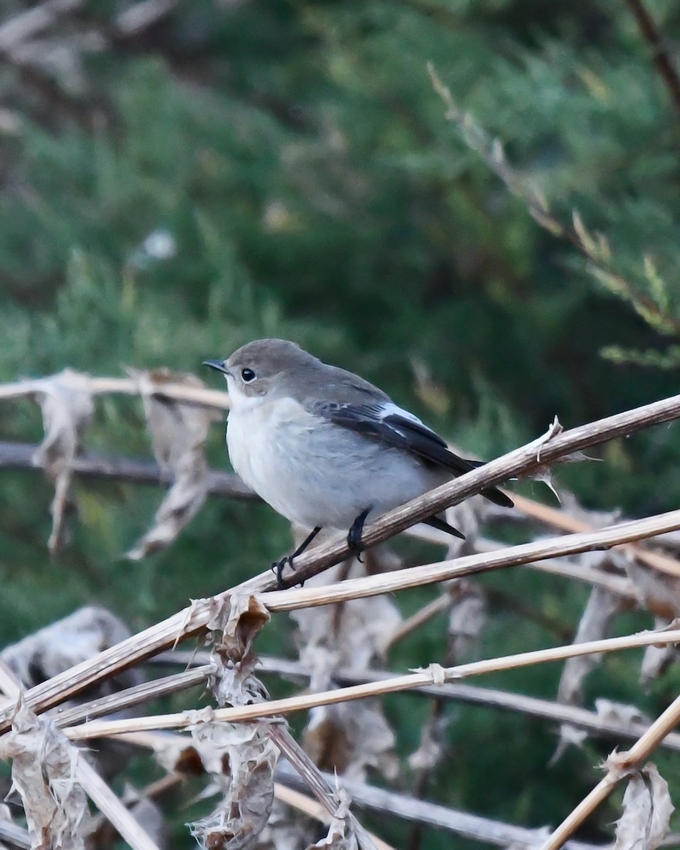 Balia nera - ML644848430