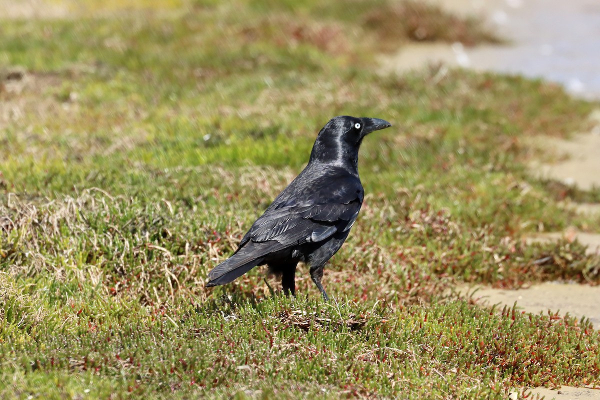 Forest Raven - ML644848437