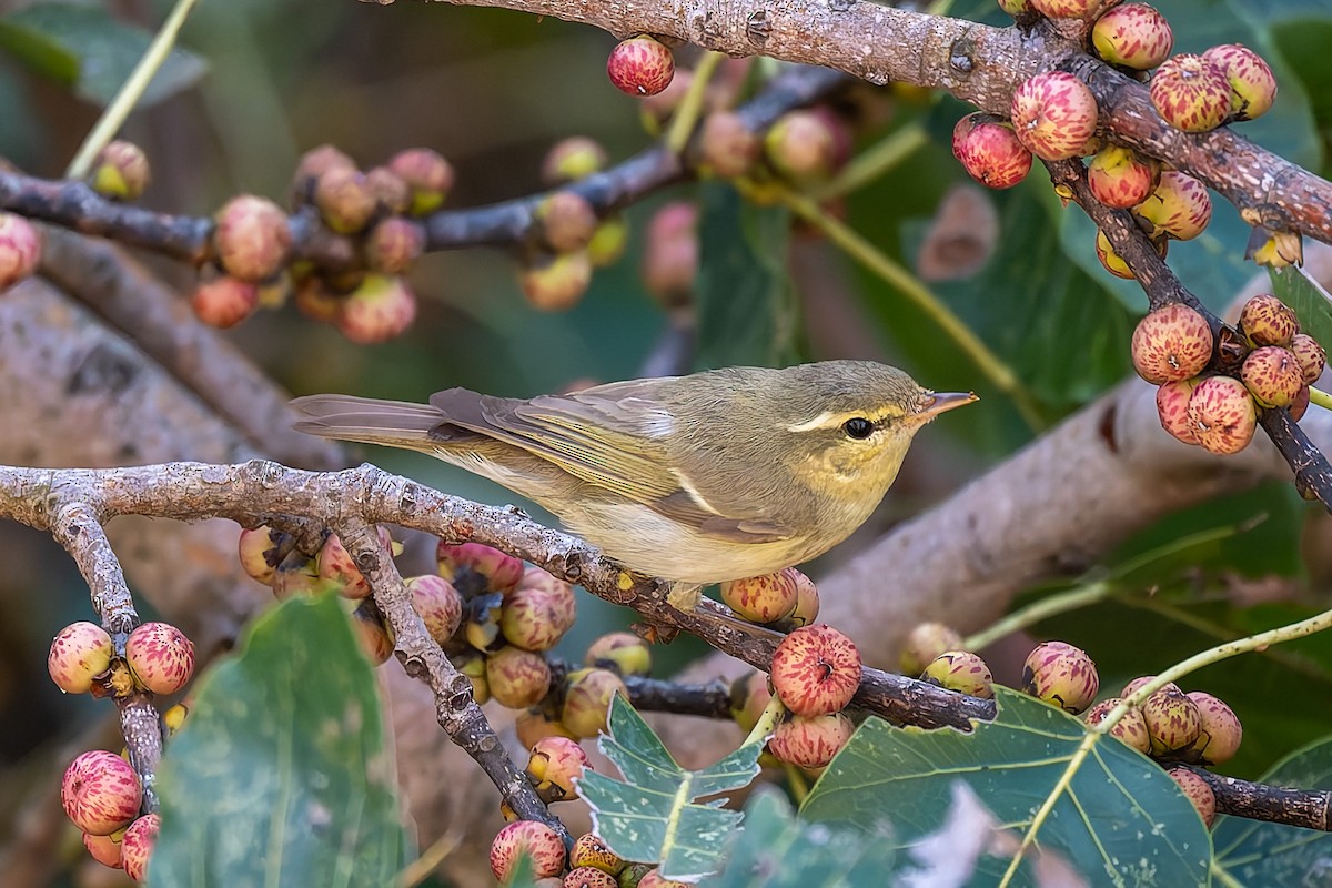 Желтобрюхая пеночка - ML644848454