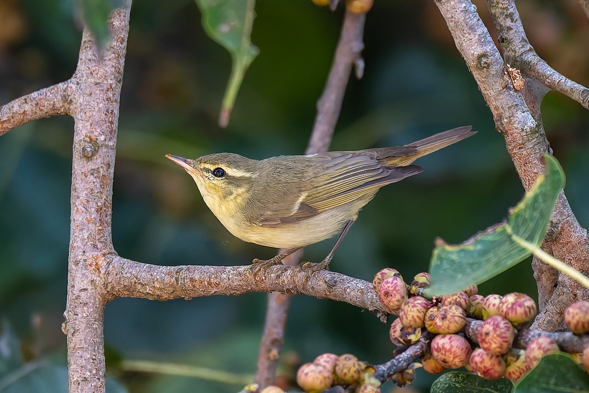 Желтобрюхая пеночка - ML644848456