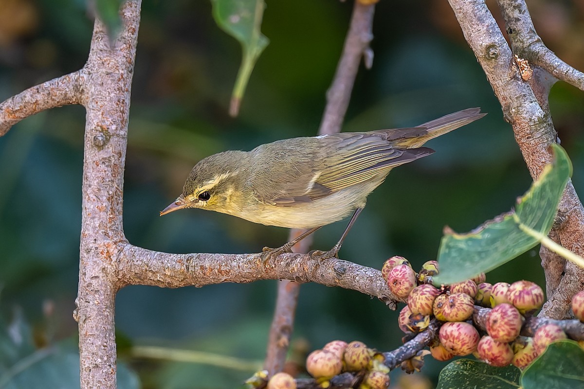 Желтобрюхая пеночка - ML644848457