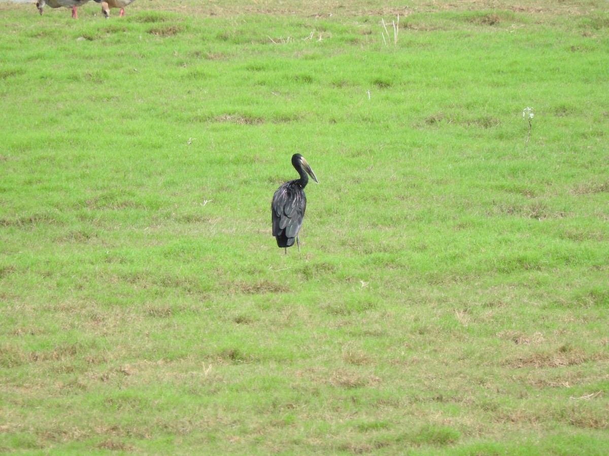 African Openbill - ML644848460