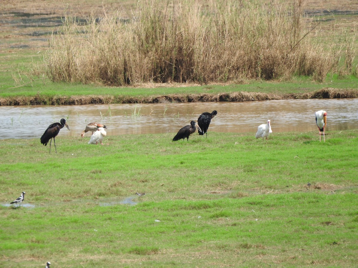 African Openbill - ML644848464