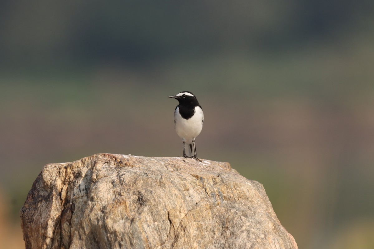 skjæreerle - ML644848467