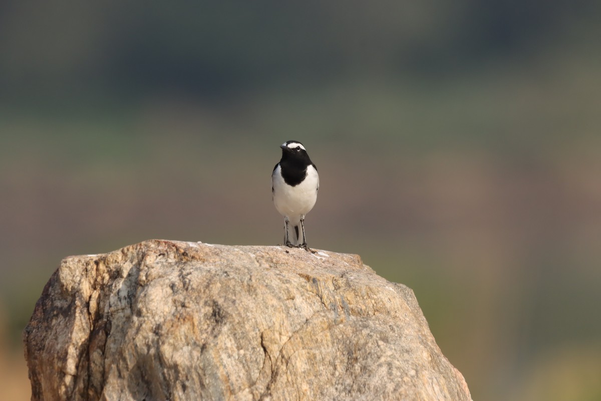 skjæreerle - ML644848468