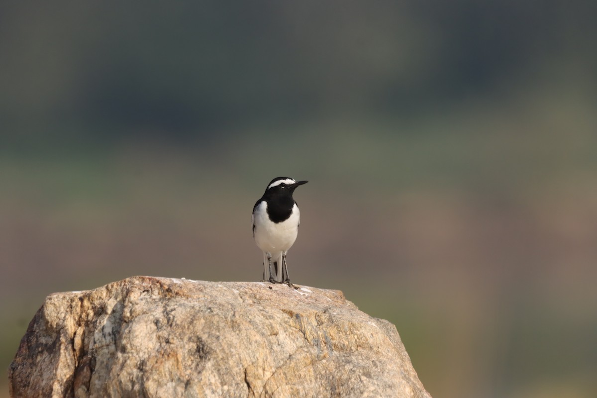 skjæreerle - ML644848469