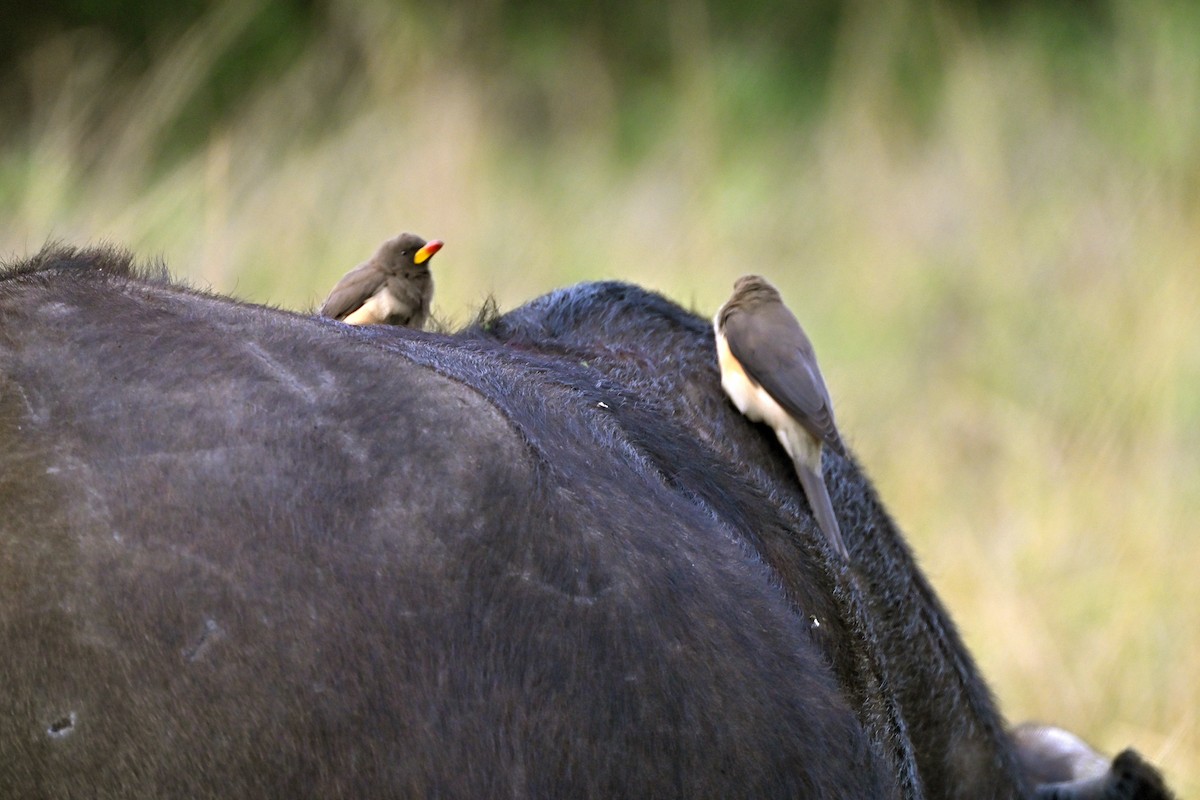 Sarı Gagalı Kenekuşu - ML644848479