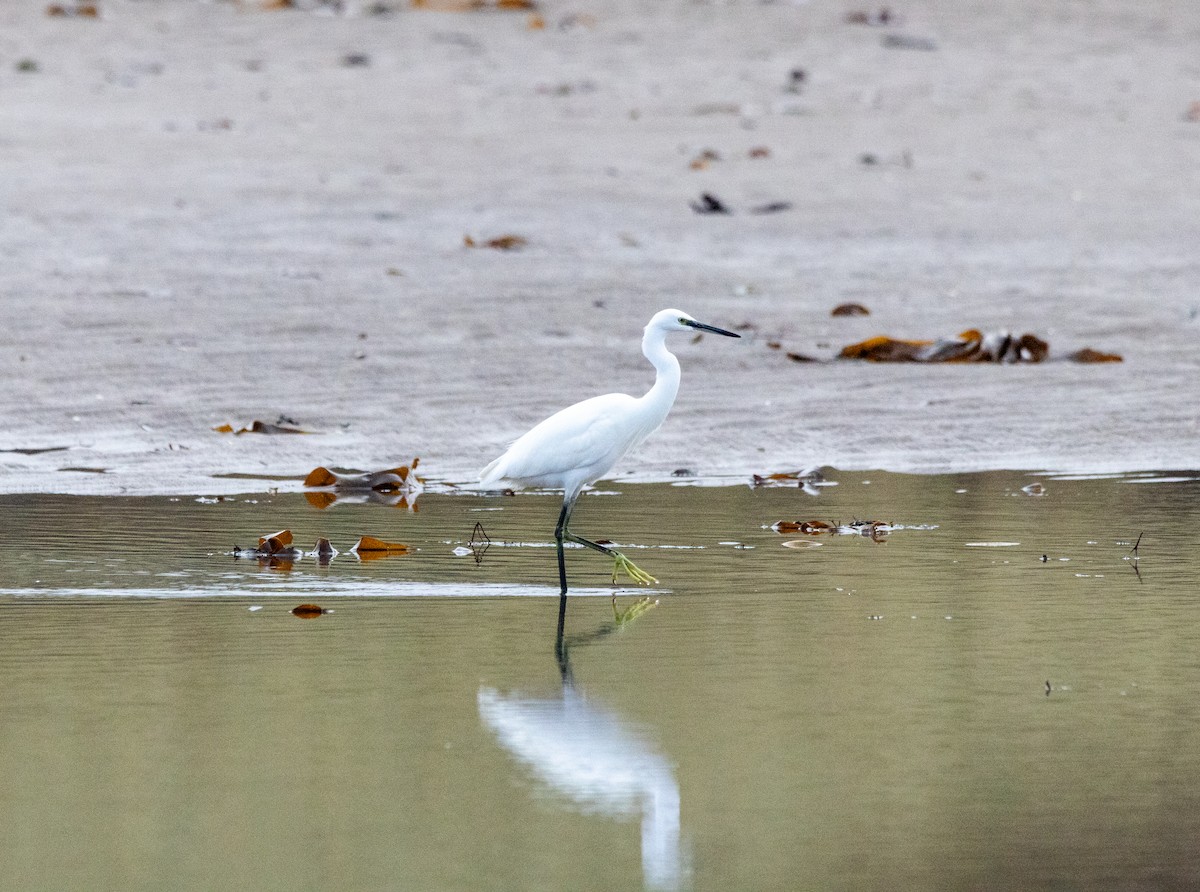Little Egret - ML644848508