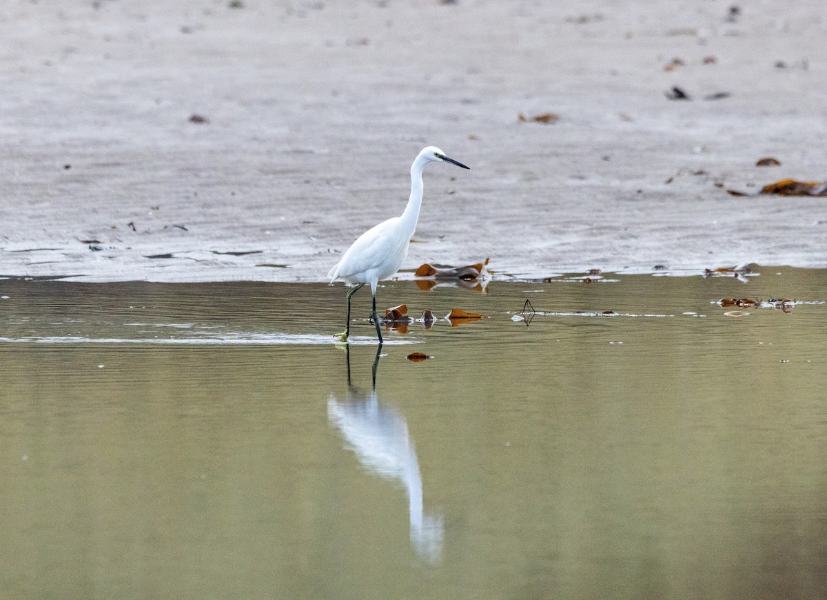 Little Egret - ML644848513