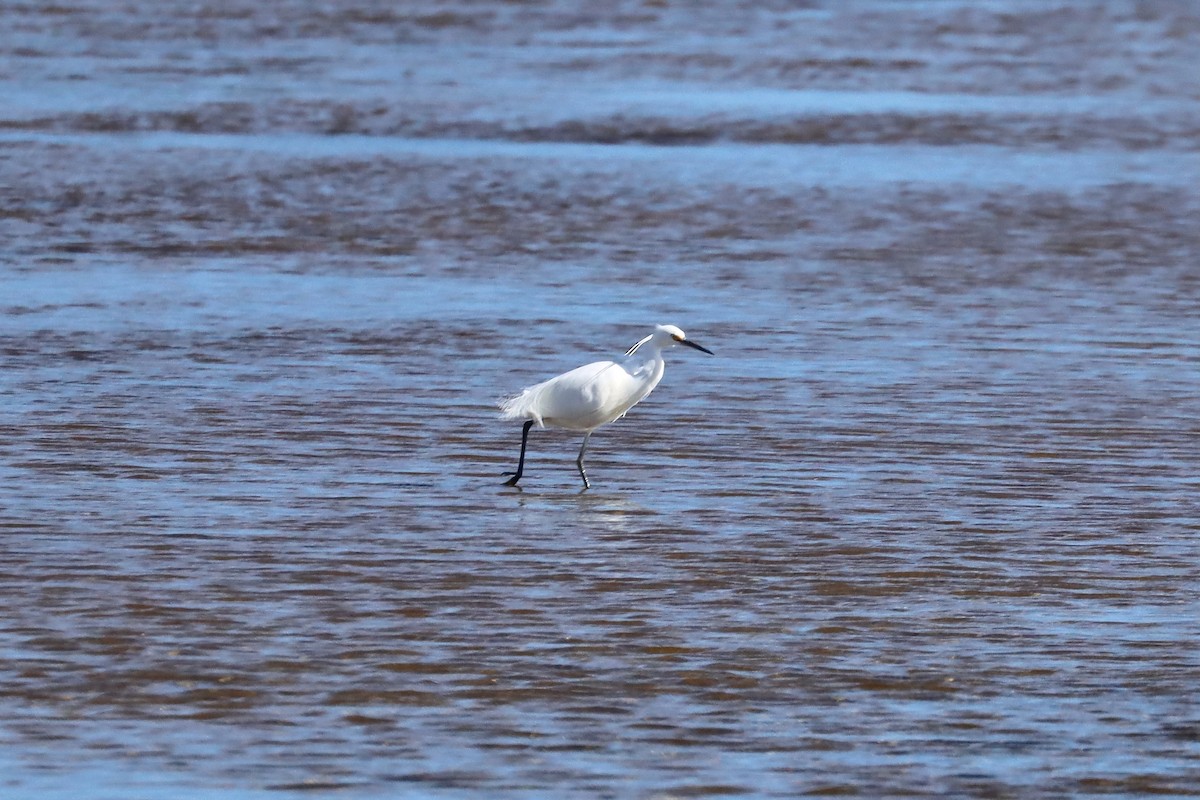 Little Egret - ML644848514