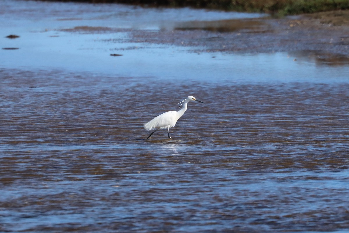 Little Egret - ML644848515