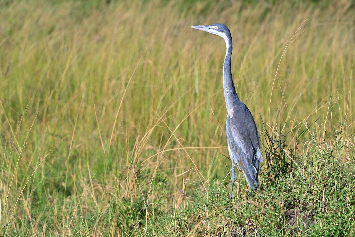 Héron mélanocéphale - ML644848532