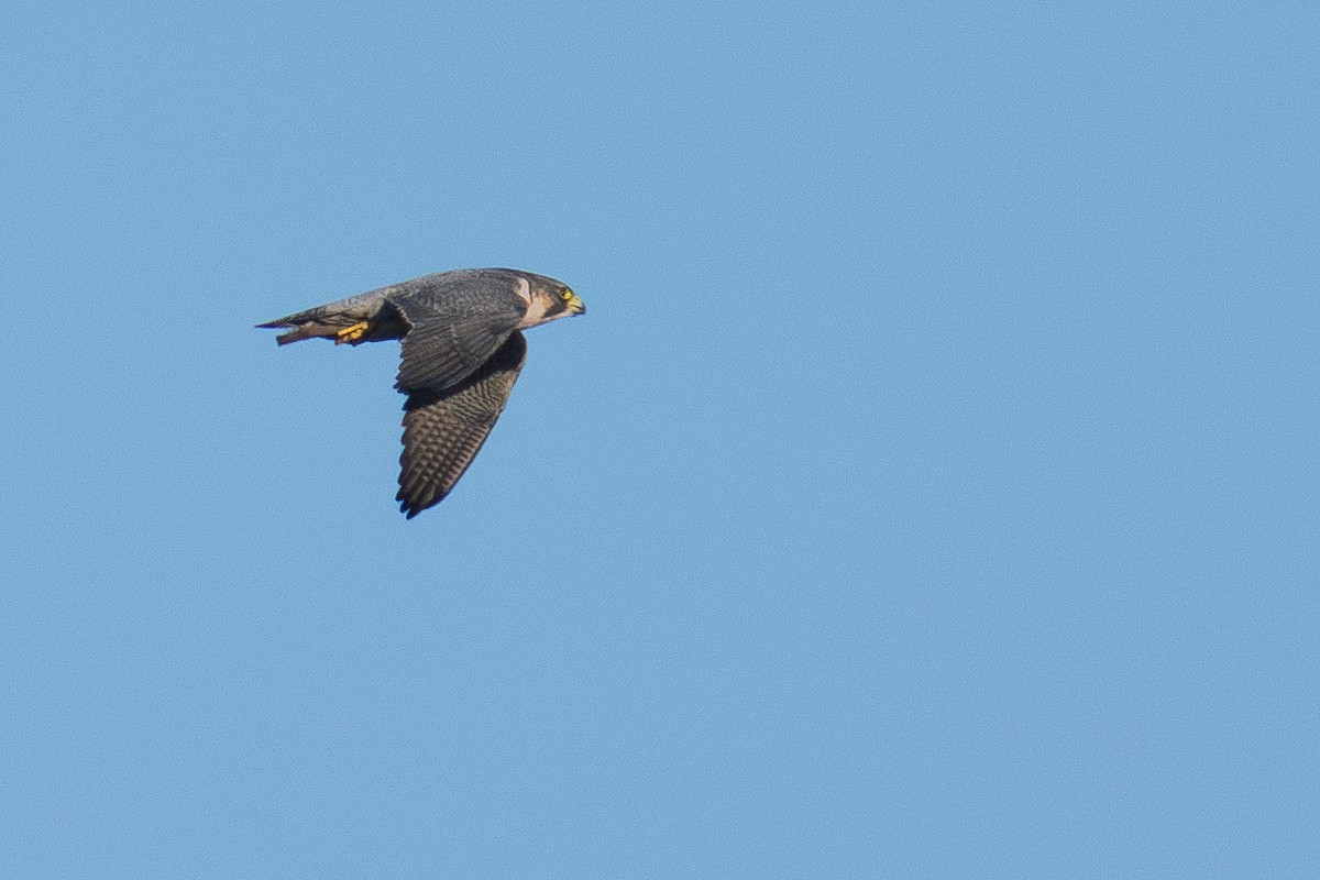 Peregrine Falcon (Mediterranean) - ML644848541