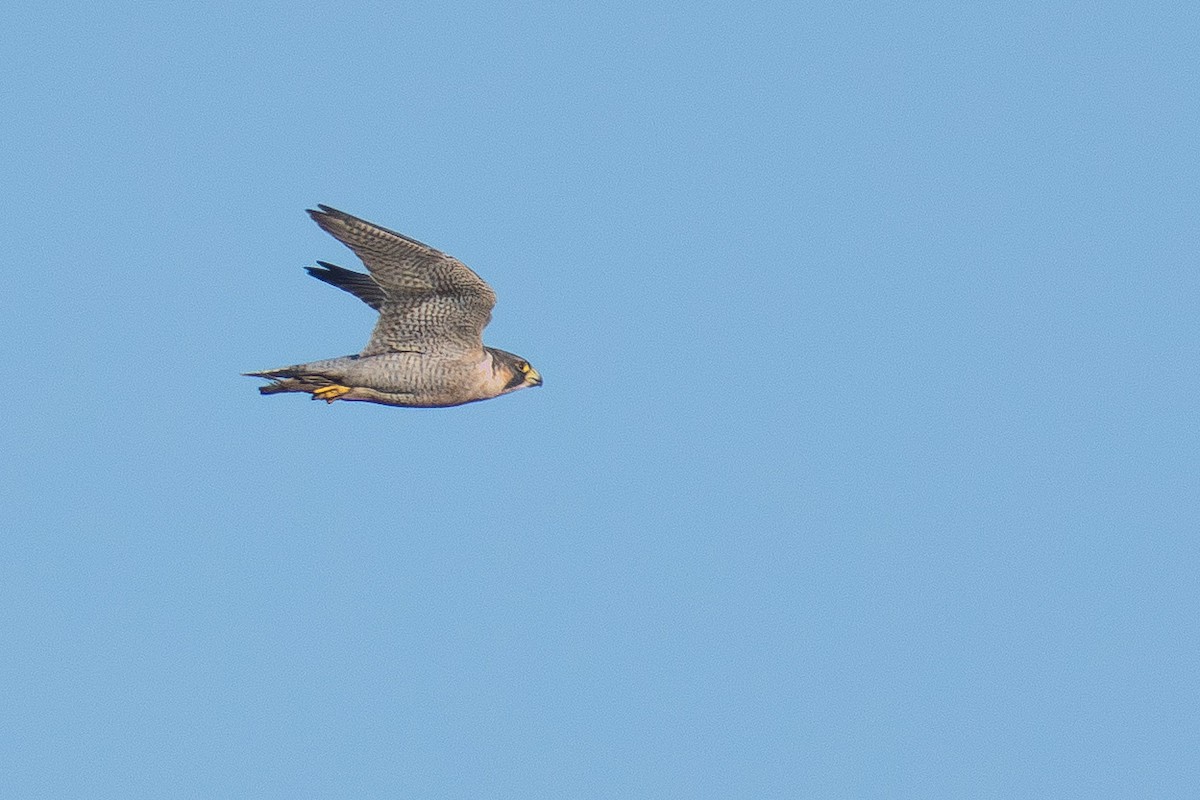 Peregrine Falcon (Mediterranean) - ML644848542