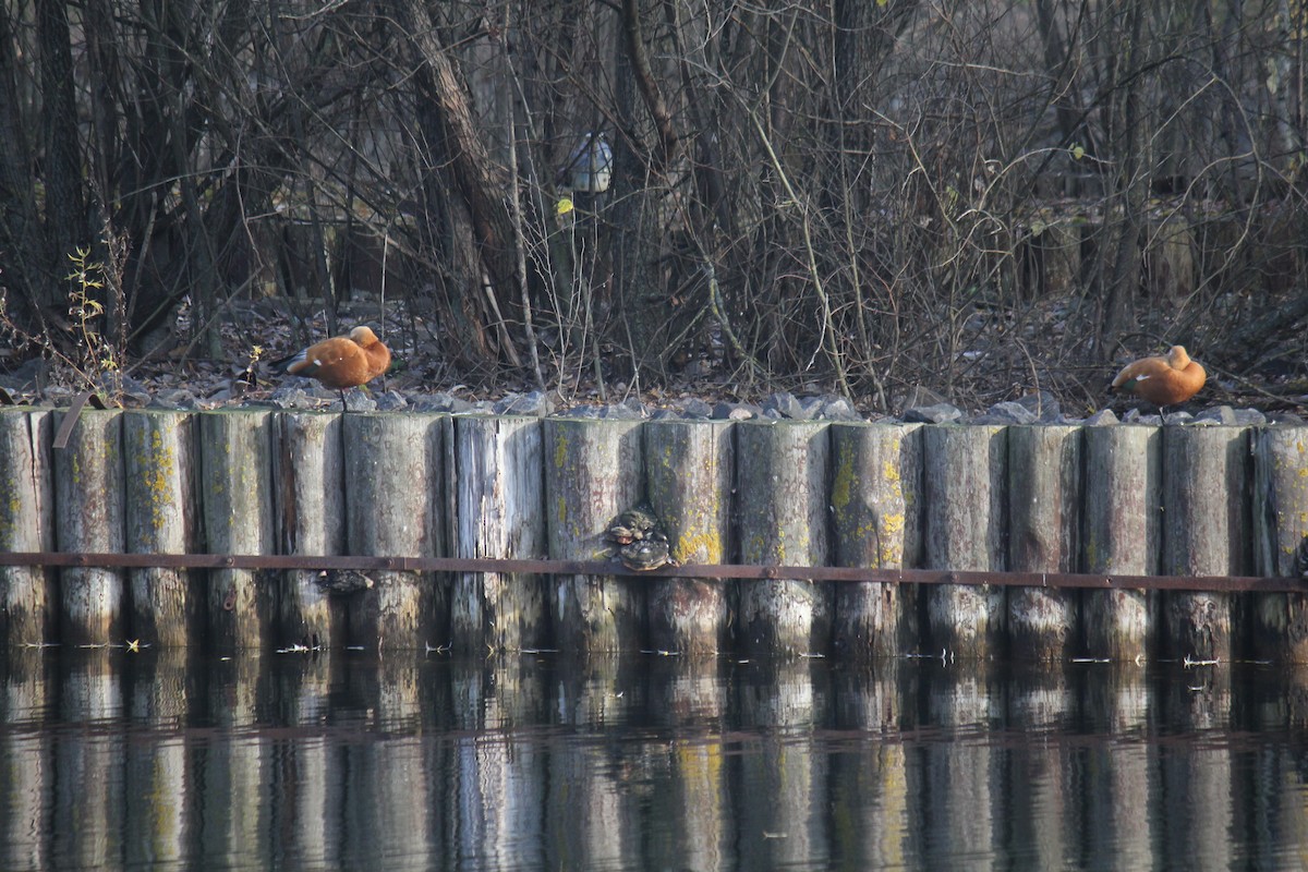Ruddy Shelduck - ML644848543