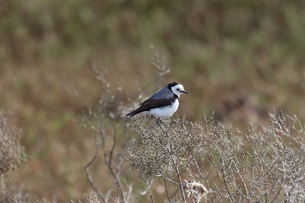 White-fronted Chat - ML644848544