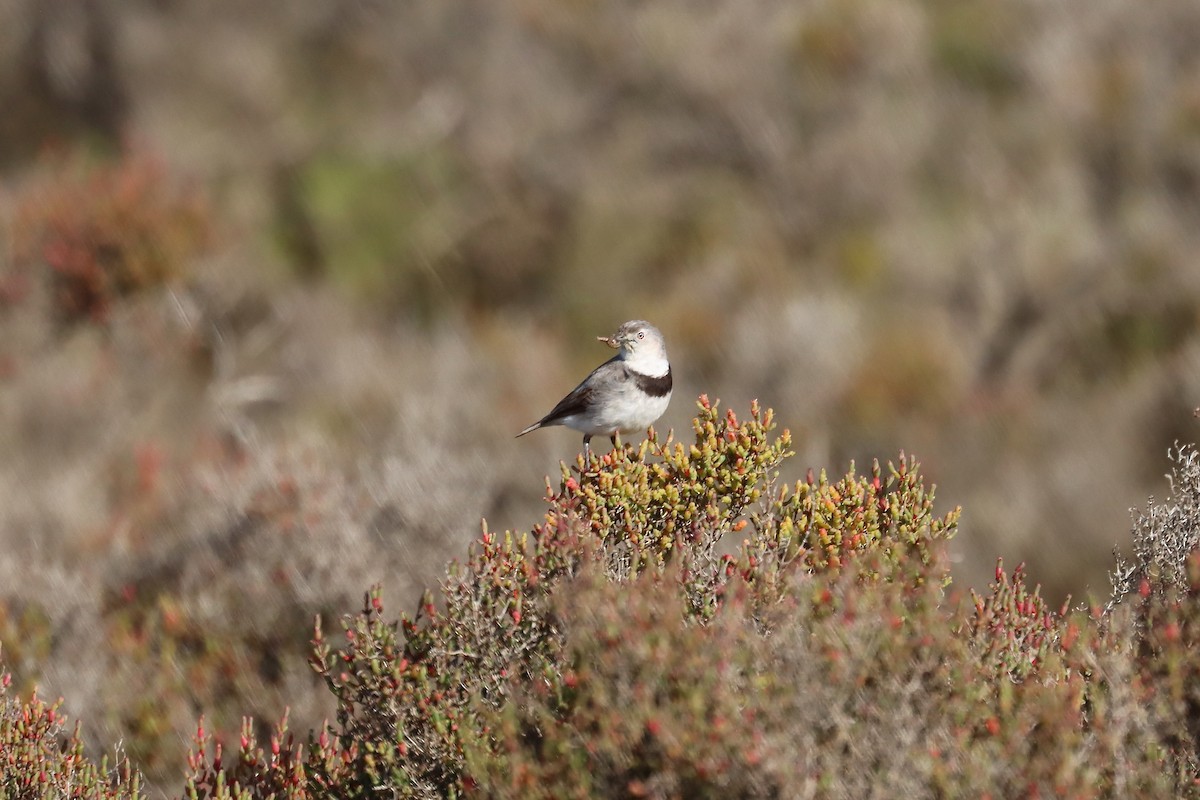 White-fronted Chat - ML644848545