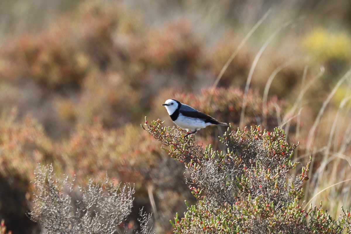 White-fronted Chat - ML644848546