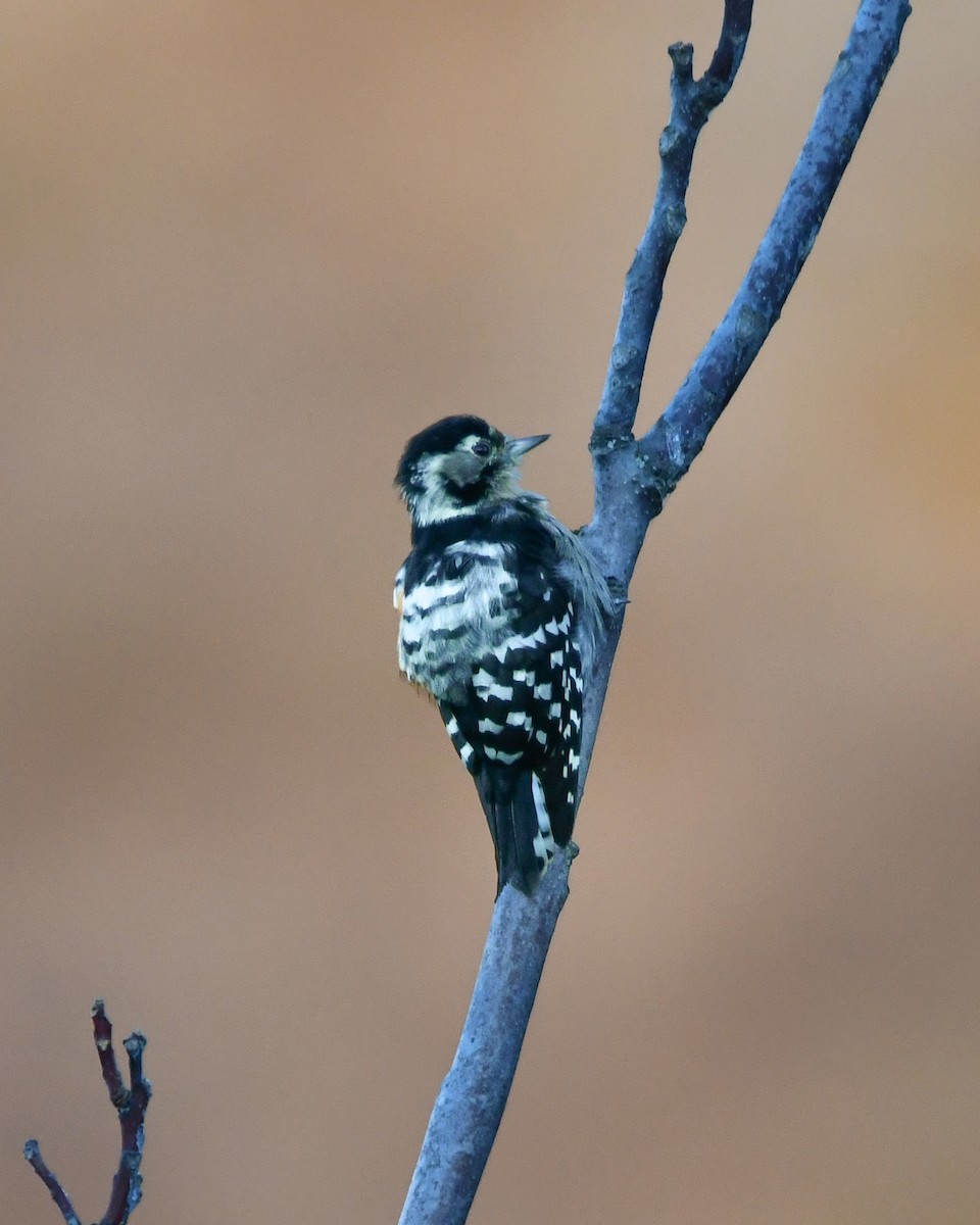 Picchio rosso minore - ML644848552