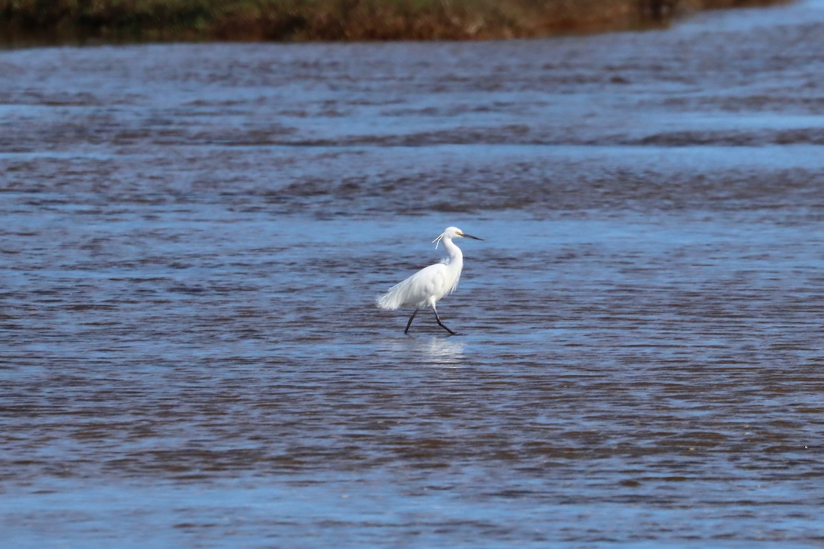 Little Egret - ML644848553