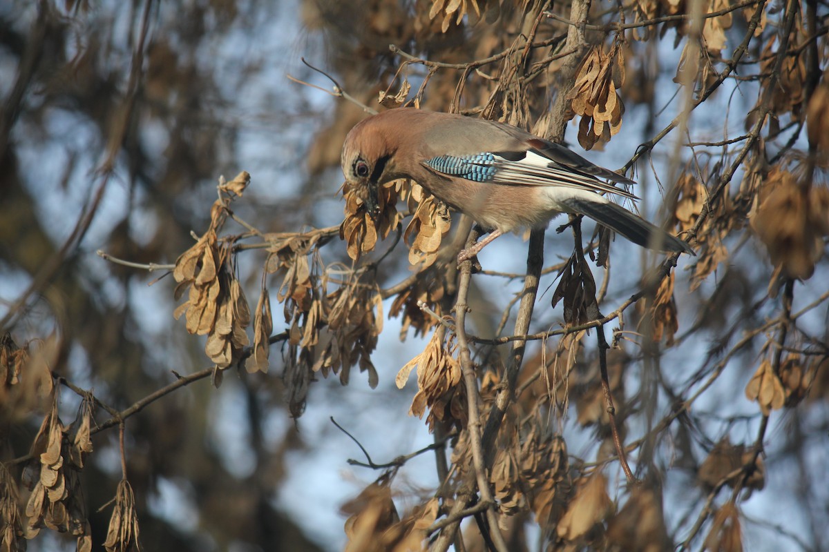Eurasian Jay - ML644848554