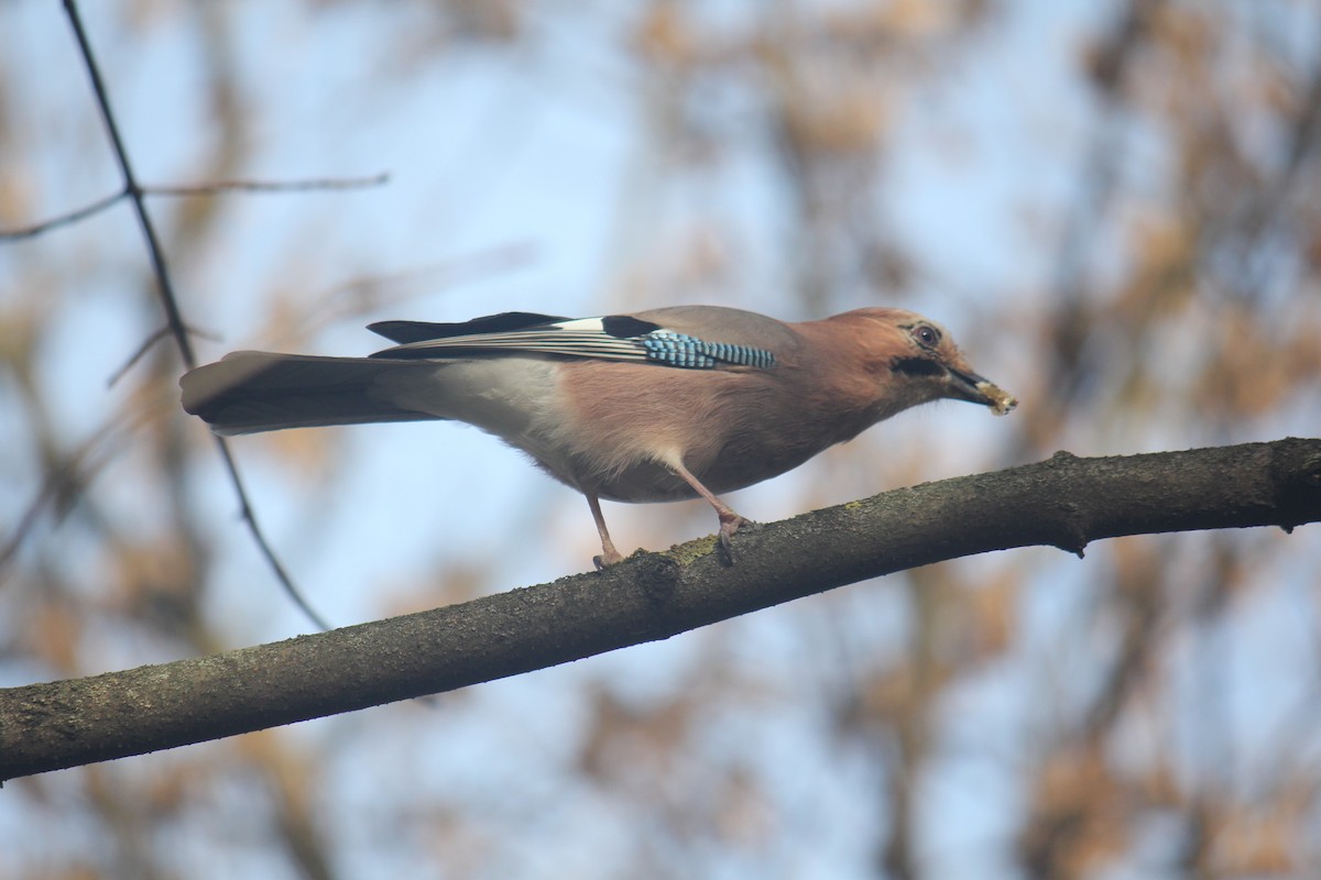 Eurasian Jay - ML644848555