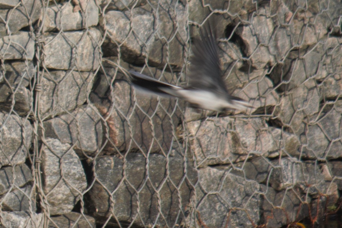 White Wagtail - ML644848561