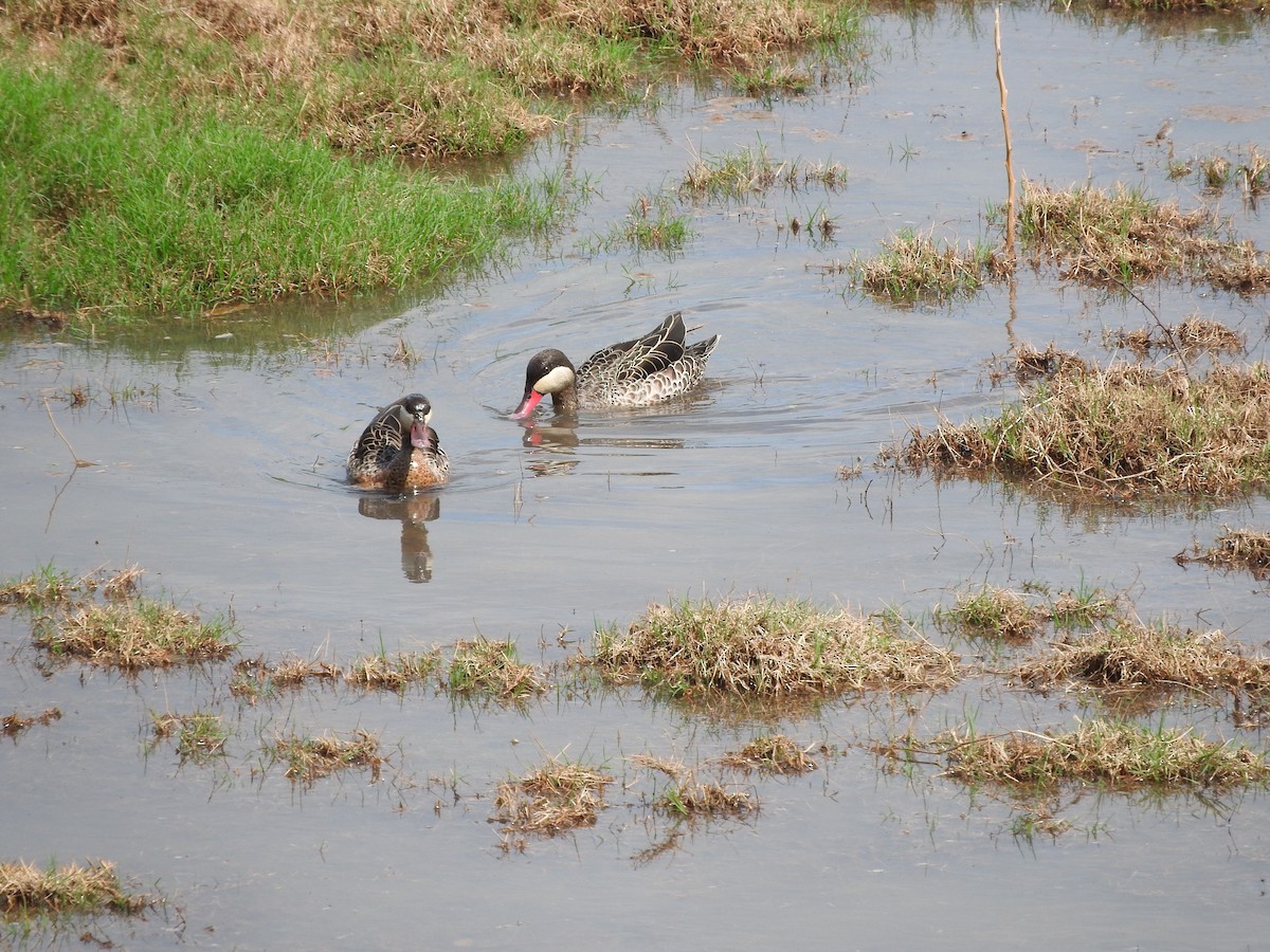 Red-billed Duck - ML644848567