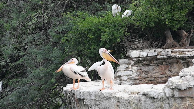 モモイロペリカン - ML644848579