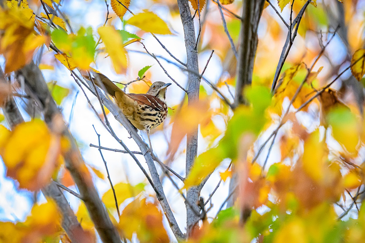 Kahverengi Çöpçü - ML644848580