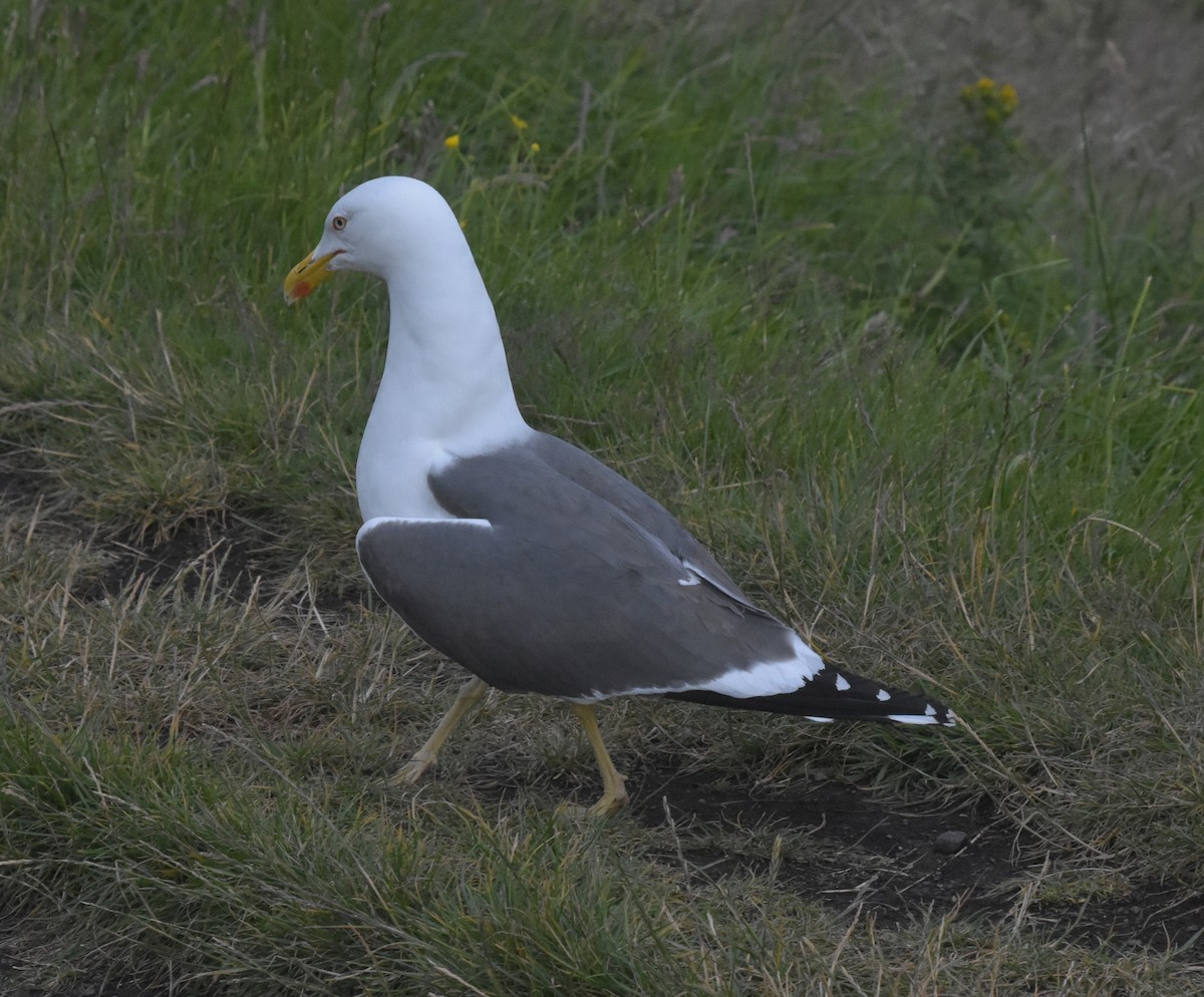 Kara Sırtlı Martı - ML644848585