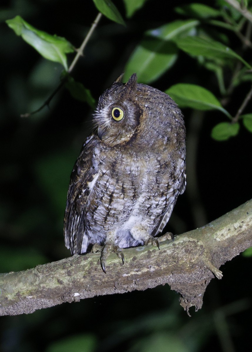 Rinjani Scops-Owl - ML644848593