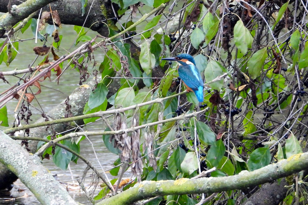 Martin-pêcheur d'Europe - ML644848595