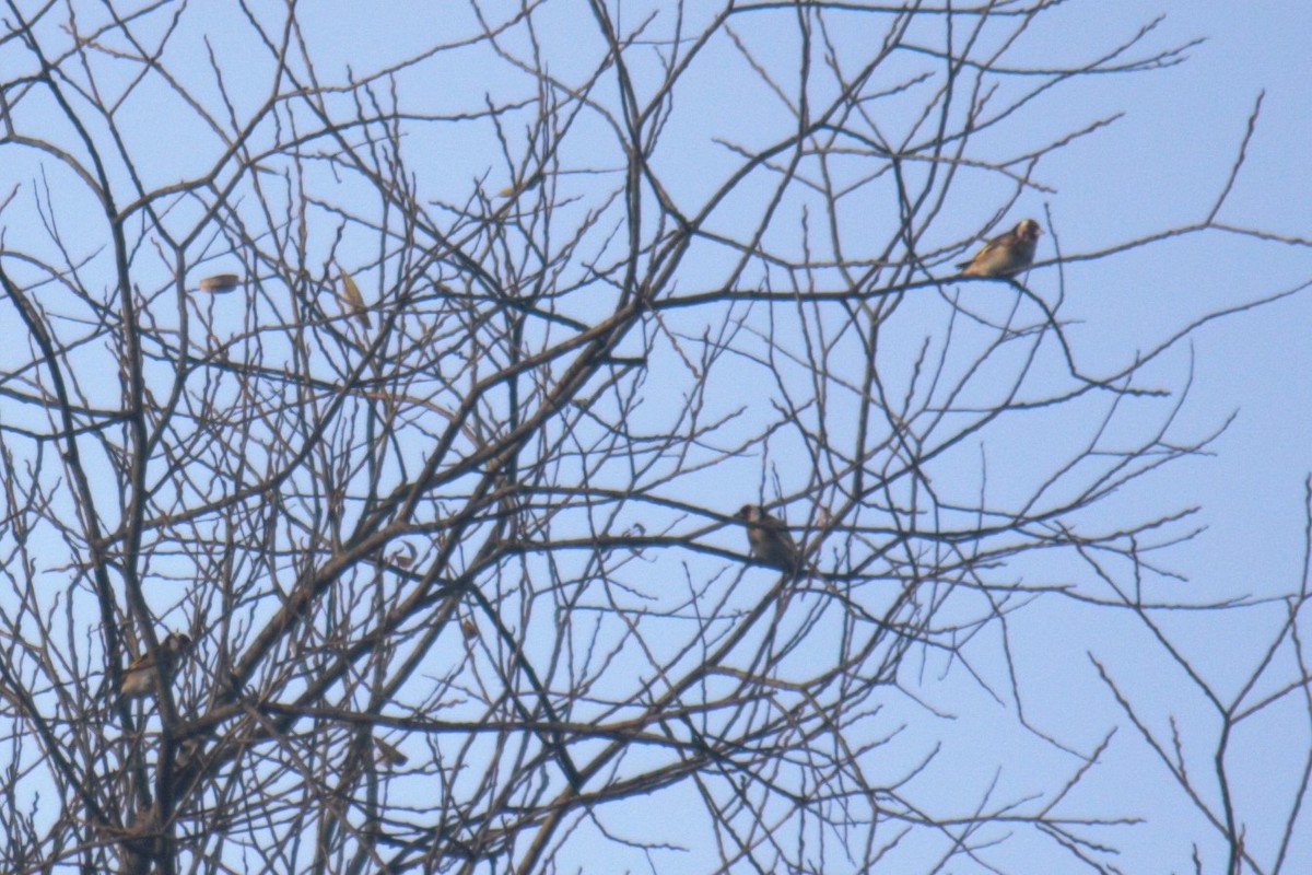 European Goldfinch - ML644848609