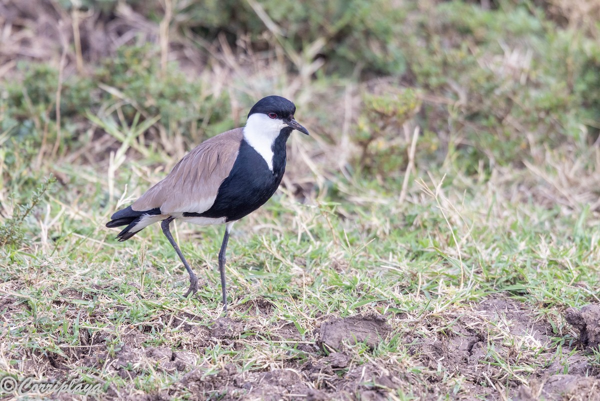 Vanneau à éperons - ML644848610