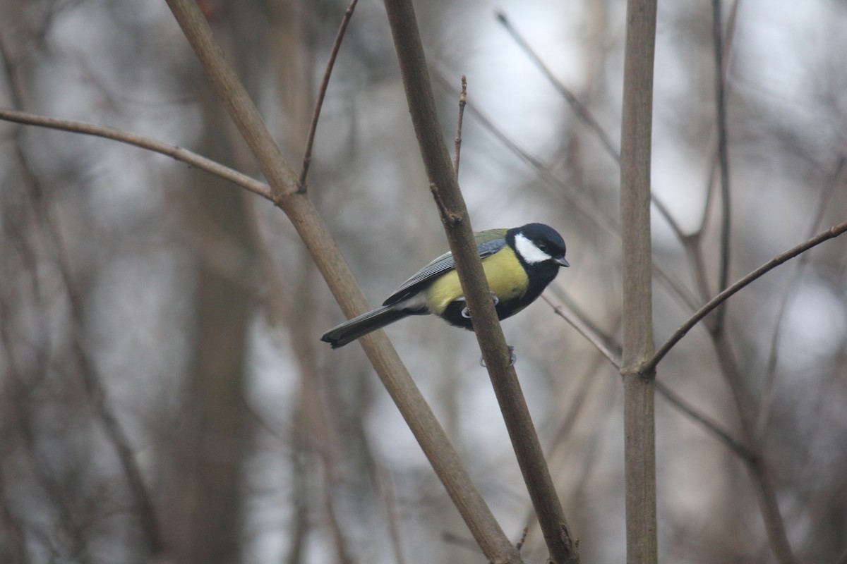 Great Tit - ML644848614