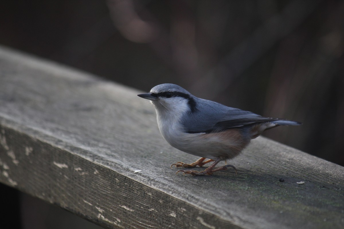 Garrapo eurasiarra - ML644848618