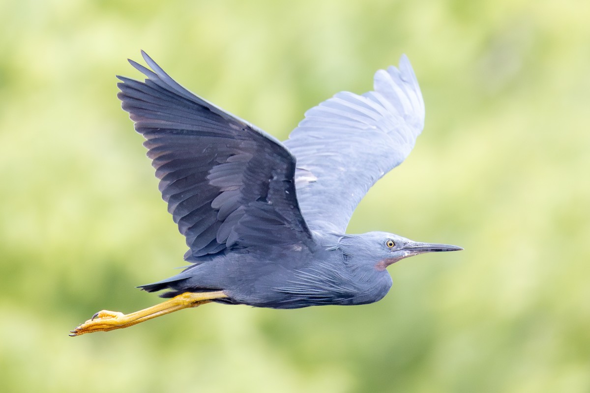 Aigrette vineuse - ML644848642