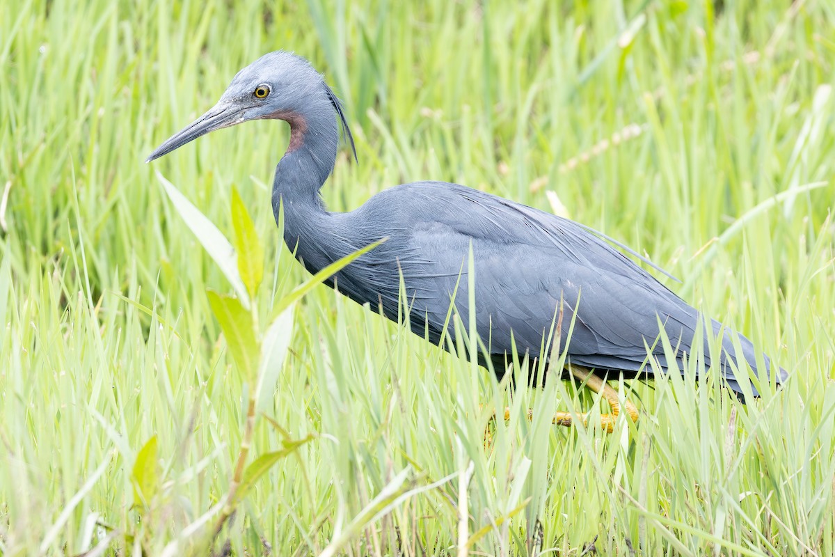 Aigrette vineuse - ML644848643