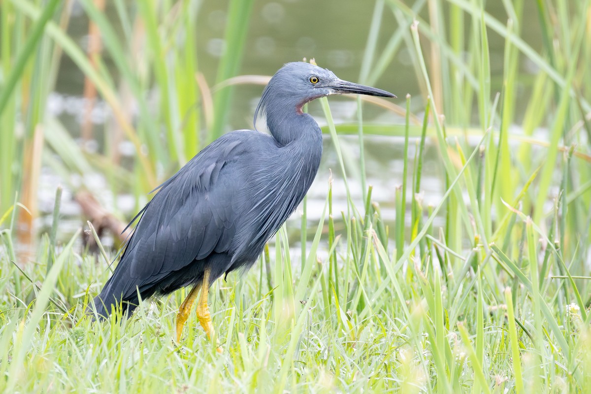 Aigrette vineuse - ML644848644