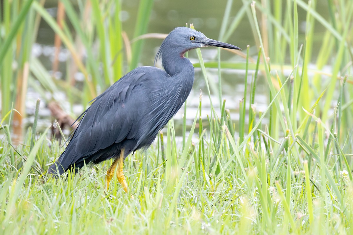 Aigrette vineuse - ML644848645